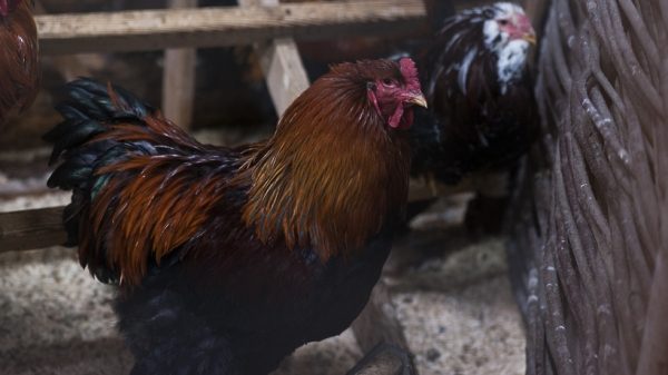 Ветспециалисты рассказали фермерам в Королеве, как распознать птичий грипп