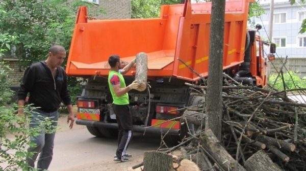 Сергиев Посад очистят от сухих и аварийных деревьев в ходе программы благоустройства