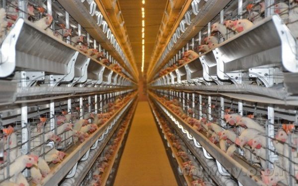 В Подмосковных Химках разработан комплексный план мероприятий по профилактике птичьего гриппа