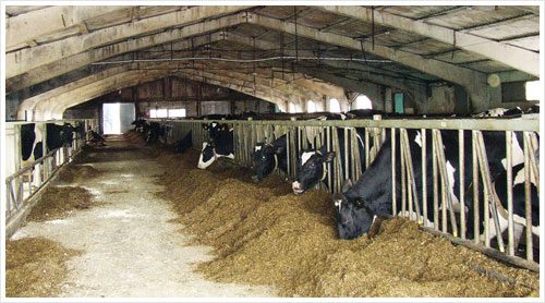 Сельхозпредприятия Чеховского района МО произвели за 2016 год свыше 16 тыс т молока