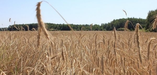  Госдума планирует принять в первом чтении законопроект Мособлдумы о передаче субъектам права устанавливать ставку единого сельскохозяйственного налога 
