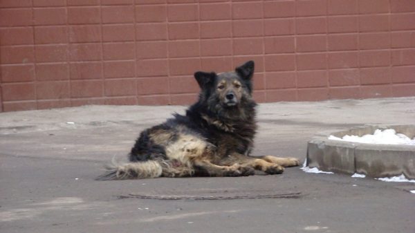 Карантин по бешенству животных отменен на территориях в Серпуховском районе