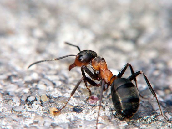 В Московской области взяли под охрану рыжих муравьев