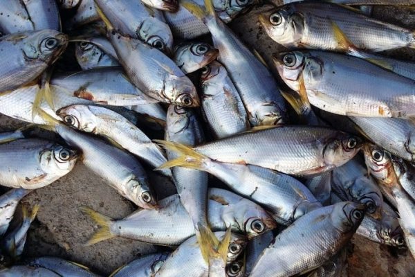 В Химкинском водохранилище массово гибнет рыба