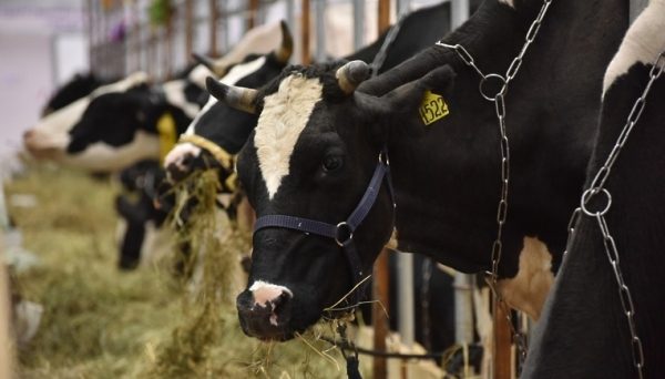 Предприятие «Агроферма» в Подольске планирует увеличить поголовье коров в два раза и построить новый молочный комплекс