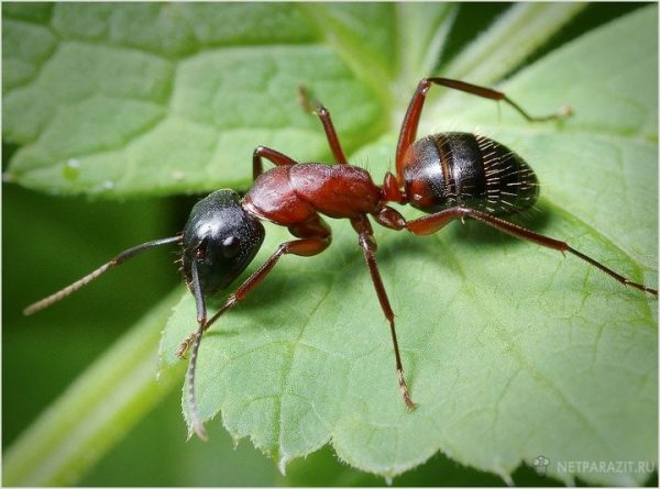  Минэкологии взяло под особую охрану редких муравьев в Солнечногорском районе