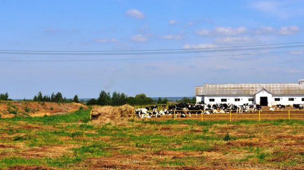 Молочную ферму реконструируют в Зеленоградском Пушкинского района