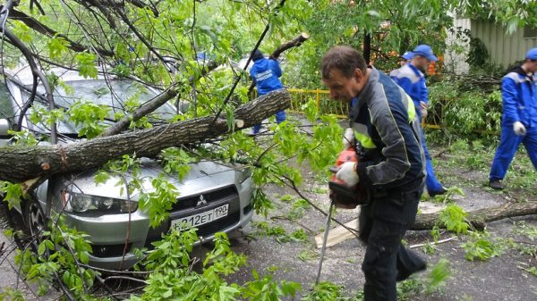 Подмосковные коммунальщики убирают поваленные деревья после урагана
