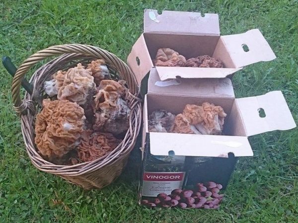 Вешенка в компании строчков: какие грибы можно найти в Подмосковье