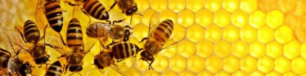 Региональный этап конкурса «Лучший пчеловод» пройдет в Зарайске
 