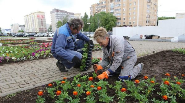 Порядка 60 тыс. цветов высадили Рузском округе в 2017 году