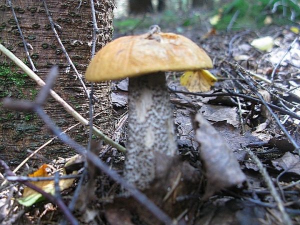 Подмосковные грибы и ягоды макушки лета: земляника еще не сошла