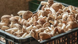 Холодное лето сдвинуло начало грибного сезона в Подмосковье