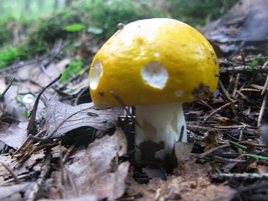 Сюрпризы грибной охоты: мухоморы бывают съедобными и вкусными