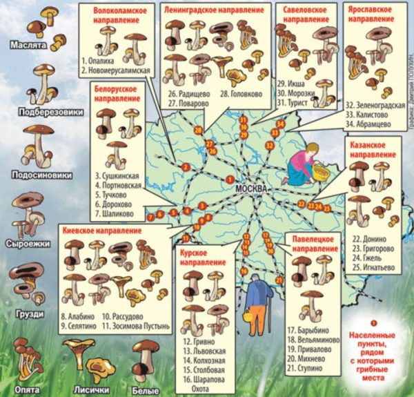 Наиболее популярные «грибные зоны» Московской области – под особым контролем спасателей и лесников