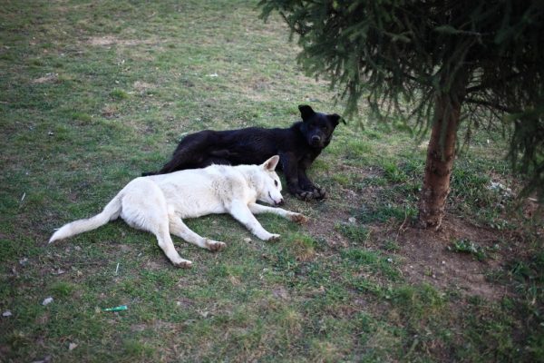 Карантин по бешенству животных отменен в Солнечногорском районе