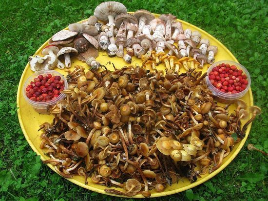 Сюрпризы грибной охоты: мухоморы бывают съедобными и вкусными