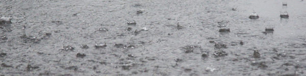 Дождливая погода в Химках продержится на протяжении текущей недели
 