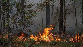 В Подмосковье природных пожаров стало в 2,5 раза меньше