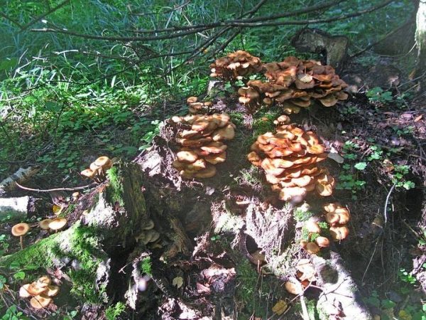 Подмосковные грибы и ягоды макушки лета: земляника еще не сошла