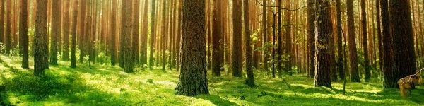 Более 2,5 тысяч жителей Подмосковья уже отдали свои голоса за чистый лес
 