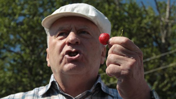 Жириновский лично поможет собрать урожай клубники в Подмосковье