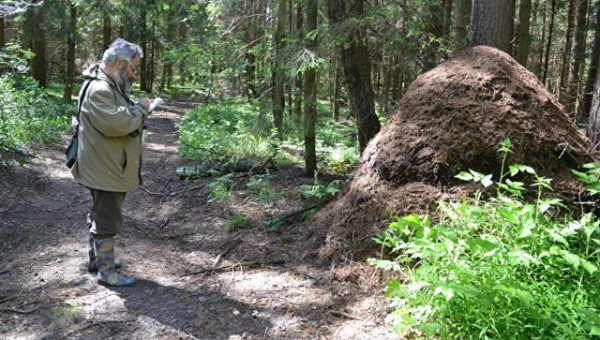В Клинском районе обнаружили гигантский муравейник диаметром 2,5 метра