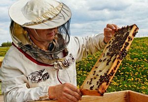 Региональный этап конкурса «Лучший пчеловод» пройдёт в Зарайске
