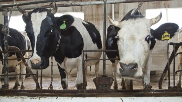 Корову-символ фестиваля «Молочная река – 2017» выберут в Рузском округе