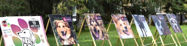 В Химках открылась экспозиция с изображениями четвероногих питомцев
 