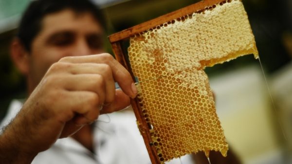 Мед стал самым популярным товаром на ярмарке «Ценопад» в Видном