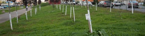 В Химках пройдет экологическая акция «Наш лес. Посади свое дерево»
 