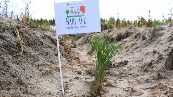 Областной Госадмтехнадзор примет участие в акции «Наш лес. Посади свое дерево»