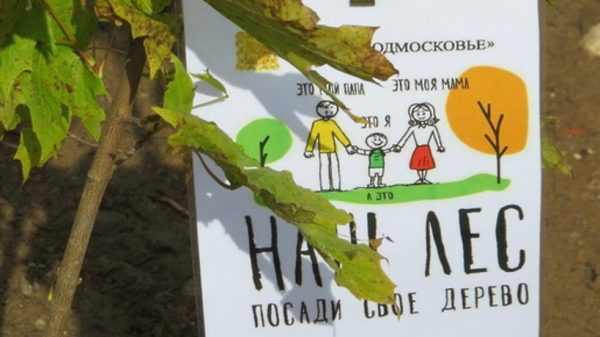 Почти 80% саженцев прижились в Орехово-Зуеве по итогам прошлогодних акций «Наш лес»
