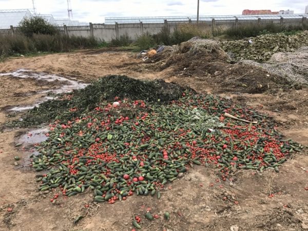 Огромную свалку из гнилых овощей выявили в Одинцовском районе