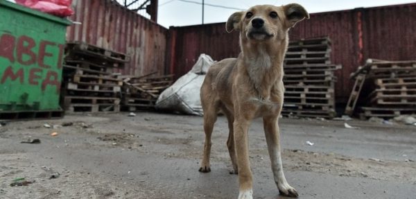 Круглый стол Мособлдумы: 36 муниципальных образований Подмосковья воспользовались субвенциями на содержание безнадзорных животных в 2017 году