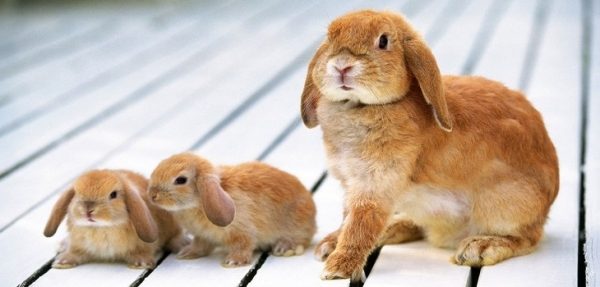 В Московской области может появиться ассоциация кролиководства