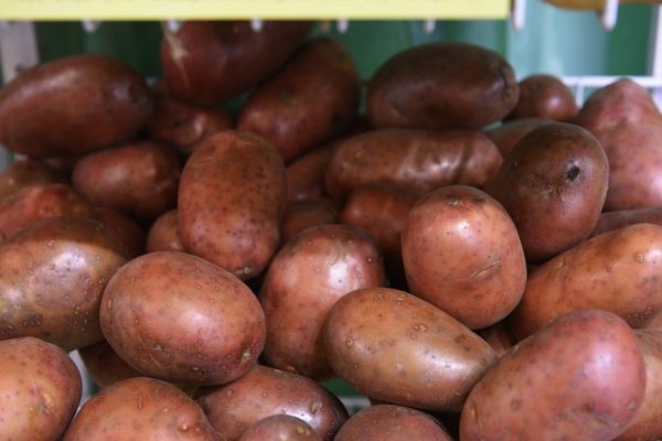 Производство картофеля в промышленных масштабах развернется в Воскресенске