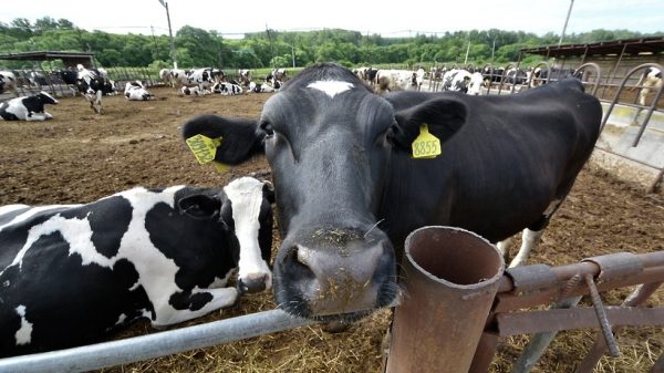 Поголовье крупного рогатого скота в Подмосковье в ноябре сократилось на 1,7%