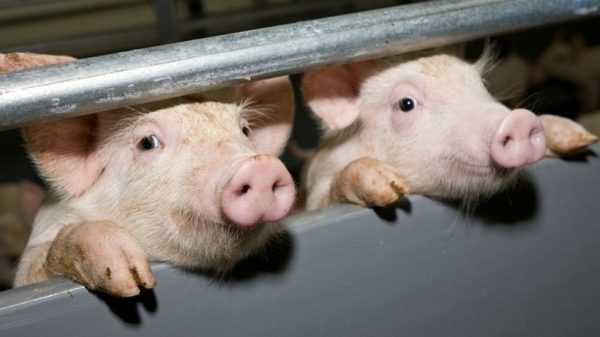 Свинокомплекс в Серебряных Прудах разработает план по устранению нарушений
