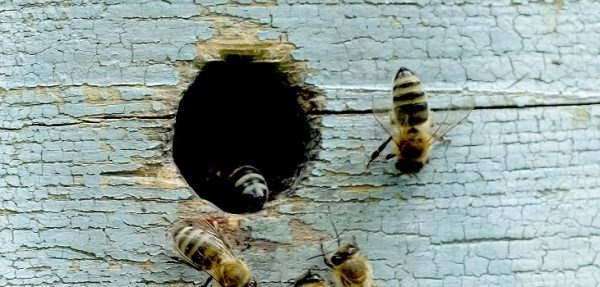 Сергей Керселян: Закон о пчеловодстве планируется подготовить до конца весенней сессии
