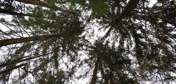 Никита Чаплин: Установление обязанности компаний высаживать лес при разработке месторождений и прокладке трубопроводов повысит качество лесовосстановления 