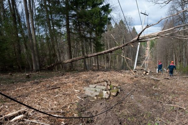 Более 1400 поваленных ураганом деревьев за сутки сняли с проводов энергетики