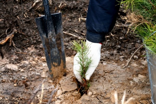 Почти тысячу деревьев высадят в Красногорске в рамках акции «Лес Победы» 12 мая