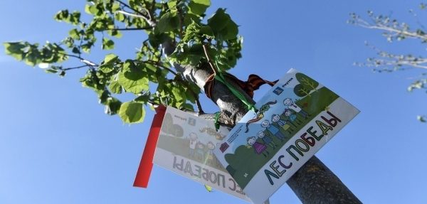 Депутаты Мособлдумы приняли участие в акции «Лес победы»
