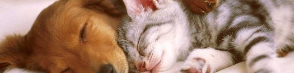 1 и 2 июня в Химках пройдет благотворительная выставка собак и кошек
 