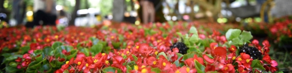 Более 115 000 цветов украсят аллею в Химках
 