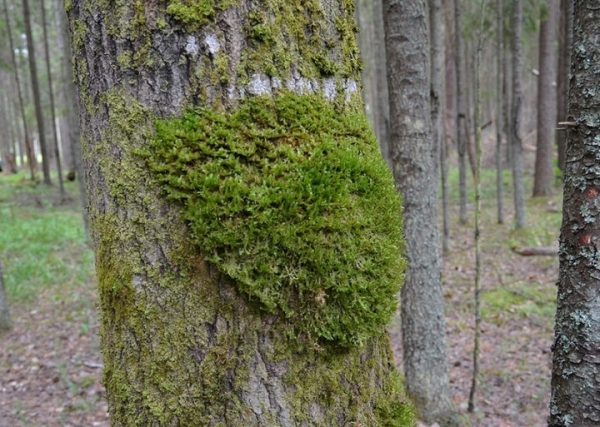 Минэкологии: в Лотошинском районе обнаружены новых популяции редких растений