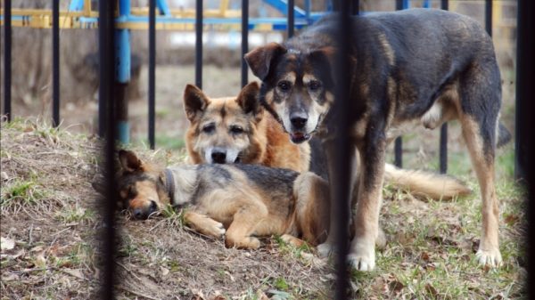 Бездомных животных в Одинцовском районе планируют чипировать и отпускать