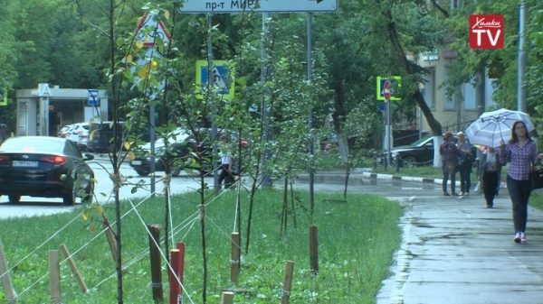 Сотрудники КБиО Химок провели санитарную обрезку деревьев